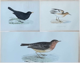 71 kolorierte Lithographien aus A History of British Birds von F. O. Morris.