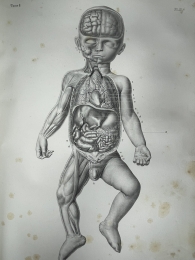 Bourgery, Jean-Baptiste Marc: Anatomie Descriptive et Physologique, comprenant la Medecine operatoire.